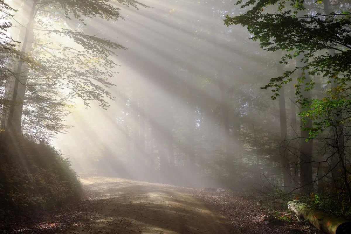 Misty forest path with sunrays creating a serene atmosphere in Freiburg, Germany.