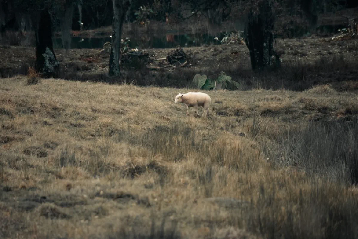 A lone sheep grazing on a vast, grassy field surrounded by trees in a rural setting.