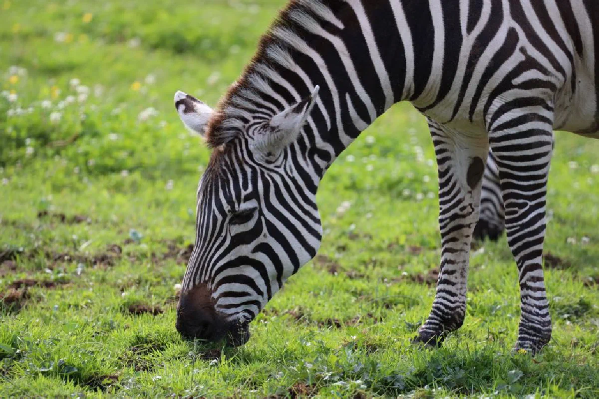 A zebra grazing peacefully on a lush green meadow, showcasing its striking black and white stripes.