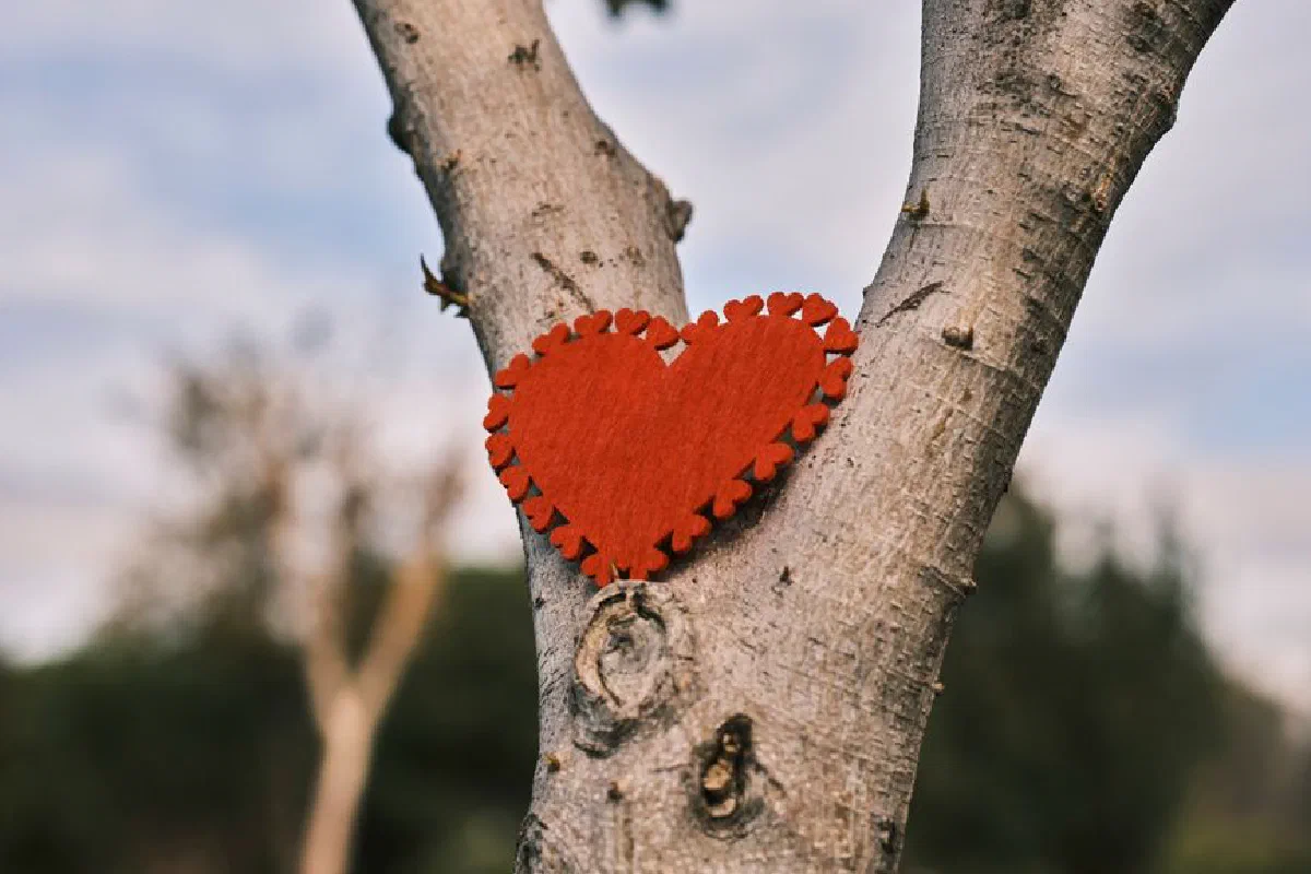 A red heart-shaped decoration attached to a tree trunk in an outdoor setting, symbolizing love.