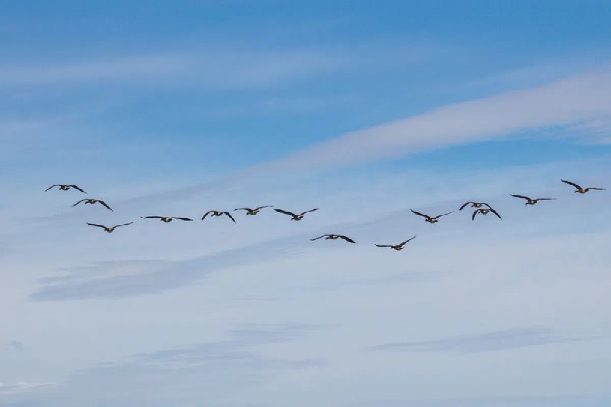 A serene view of birds migrating across the bright blue sky, captured beautifully.