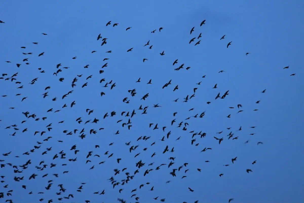A large flock of birds flying in the blue sky in Sweden, creating a stunning aerial display.