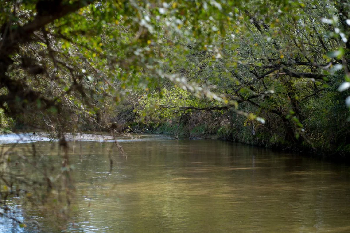 Peaceful forest river flowing through lush greenery in La Cruz, Córdoba, Argentina.