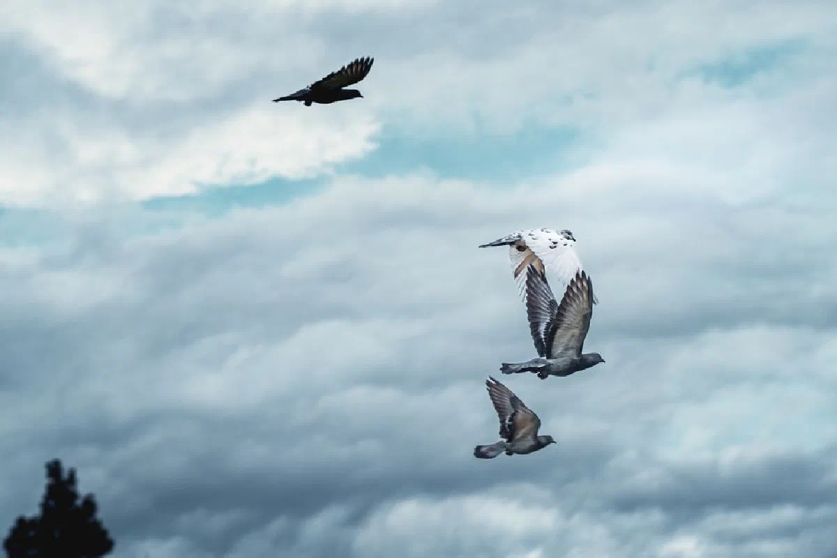 A serene image capturing birds flying gracefully beneath a cloudy sky.