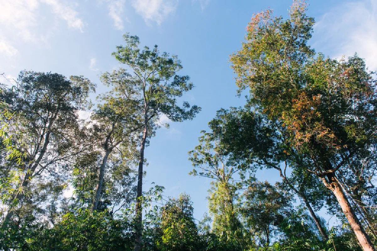 Looking up at a serene forest canopy with tall trees and a clear blue sky, capturing nature's tranquility.