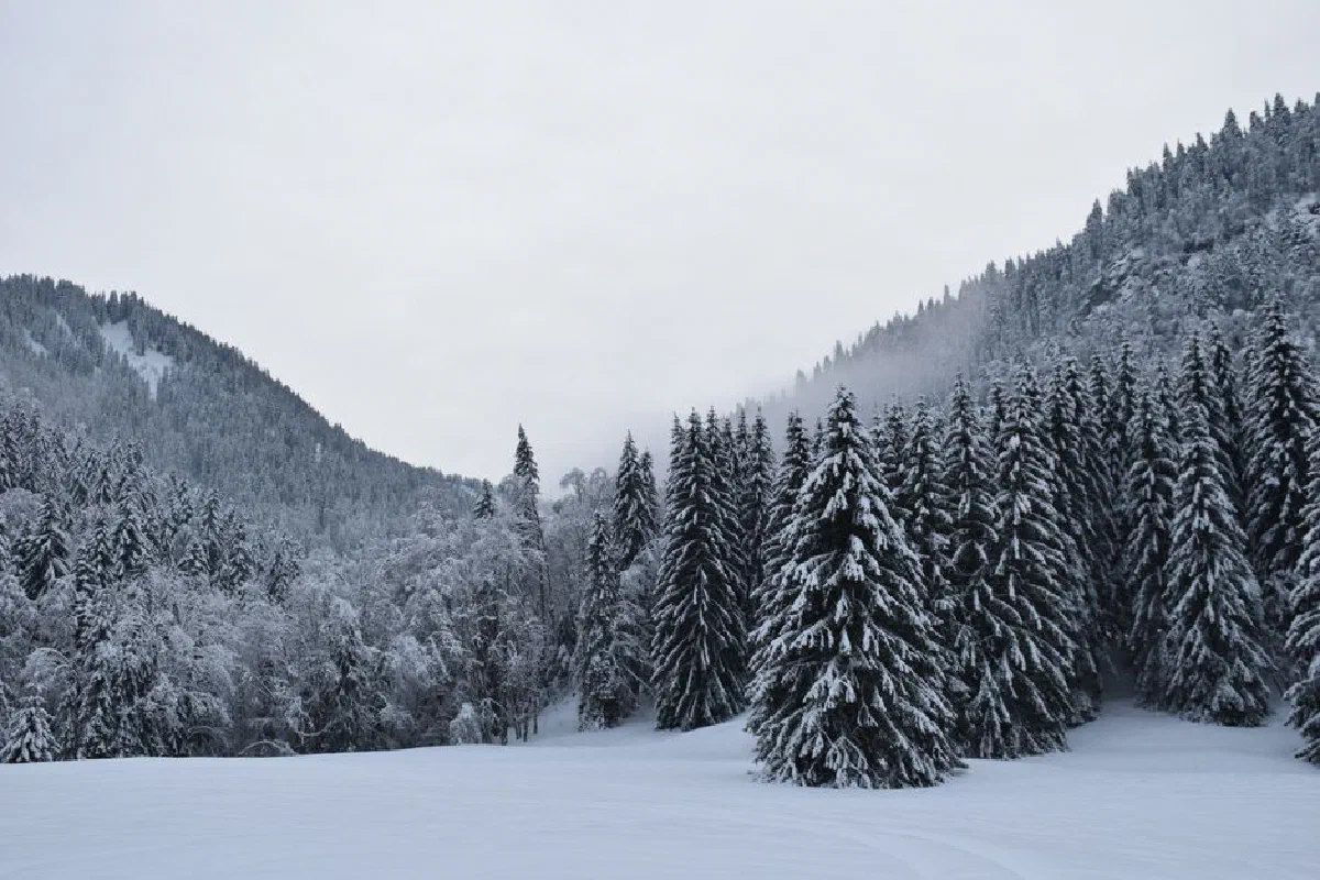 Serene winter scene with snow-covered coniferous trees in Bellevaux, France's Auvergne-Rhône-Alpes region.