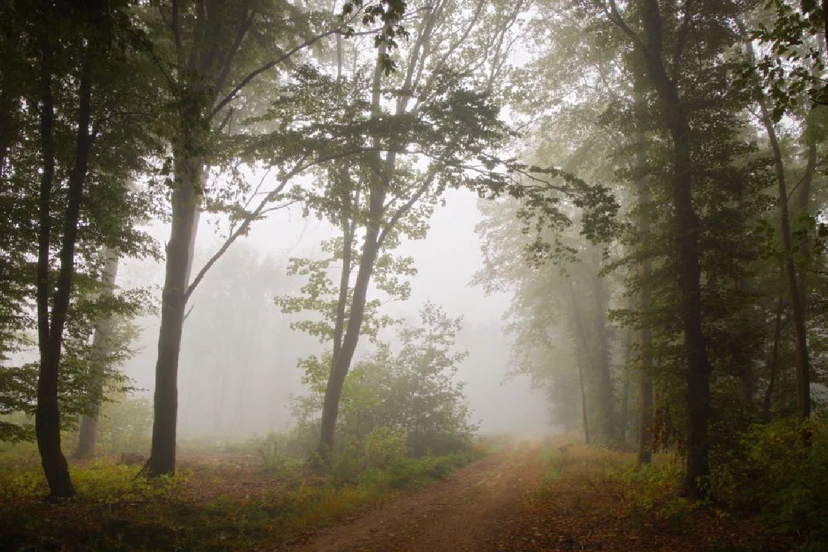A serene misty path through a fog-covered forest, capturing the essence of autumn.