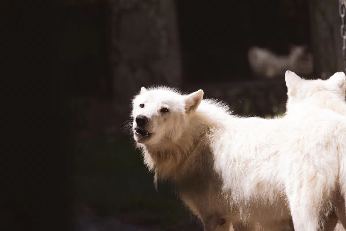 A portrait of white wolves in their natural outdoor habitat.