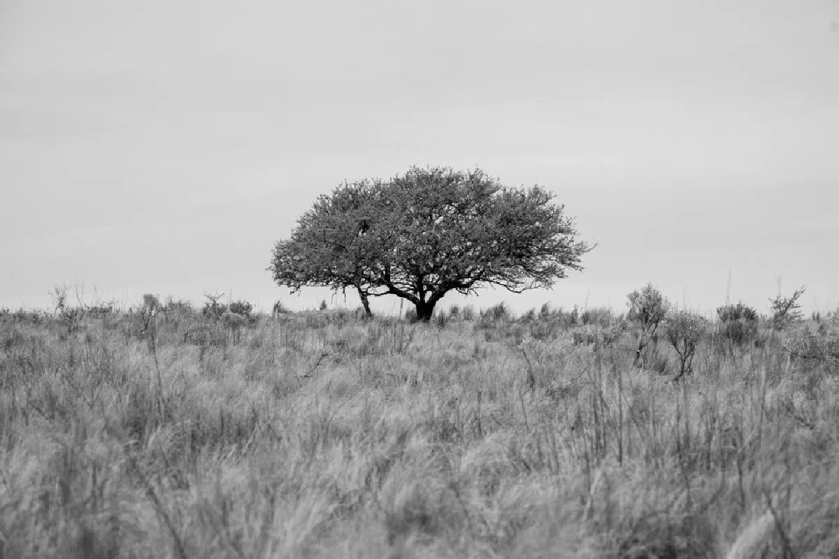 A lone tree stands in the vast open fields of Córdoba, Argentina, under a gray sky.