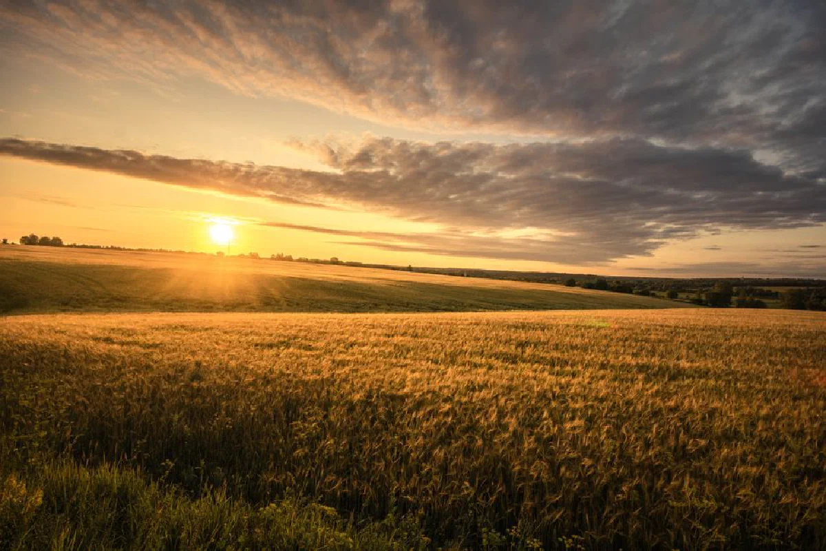 Golden wheat fields bask in the warm glow of a vibrant sunset.