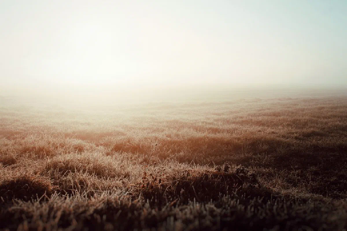 Tranquil view of a misty sunrise over a frosty field, creating a serene natural landscape.