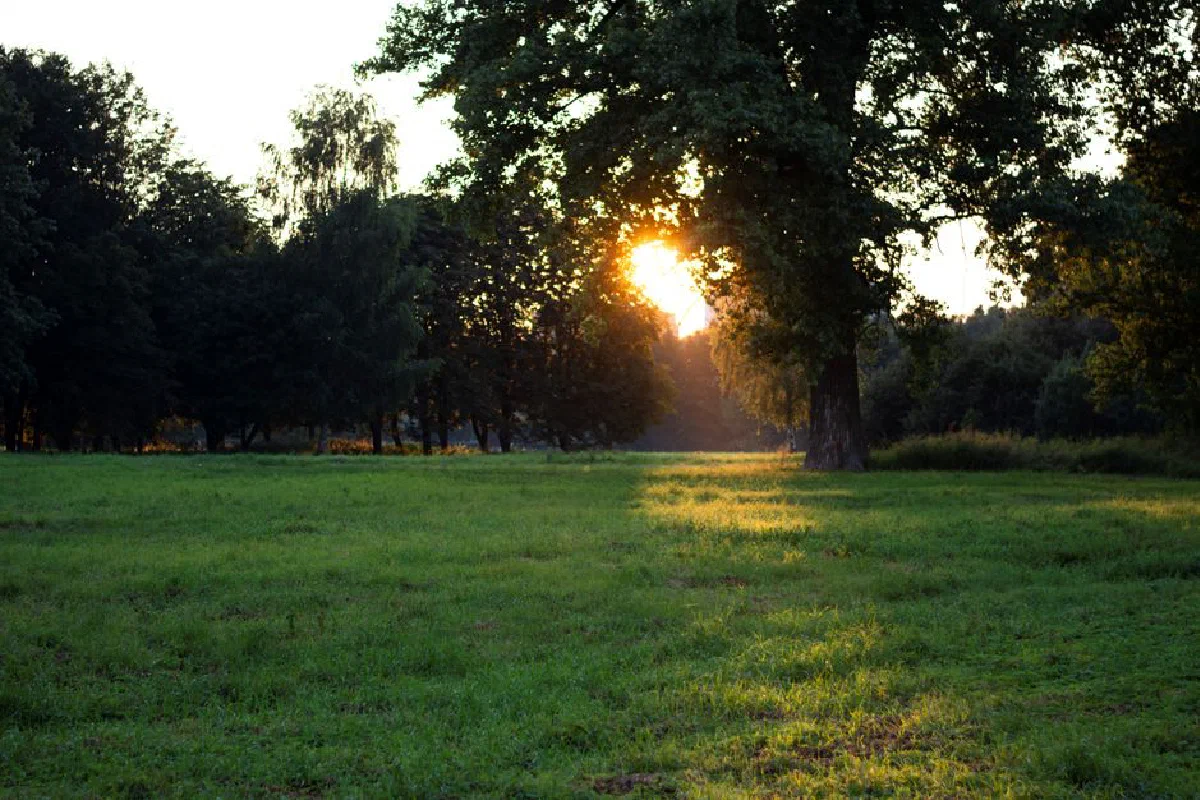 Beautiful sunset in a lush green field surrounded by trees, creating a serene natural landscape.