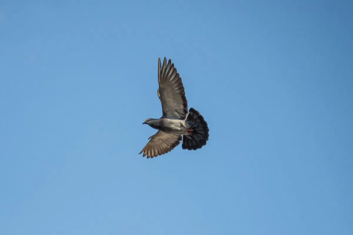 A pigeon captured in mid-flight against a clear blue sky, showcasing its grace and agility.