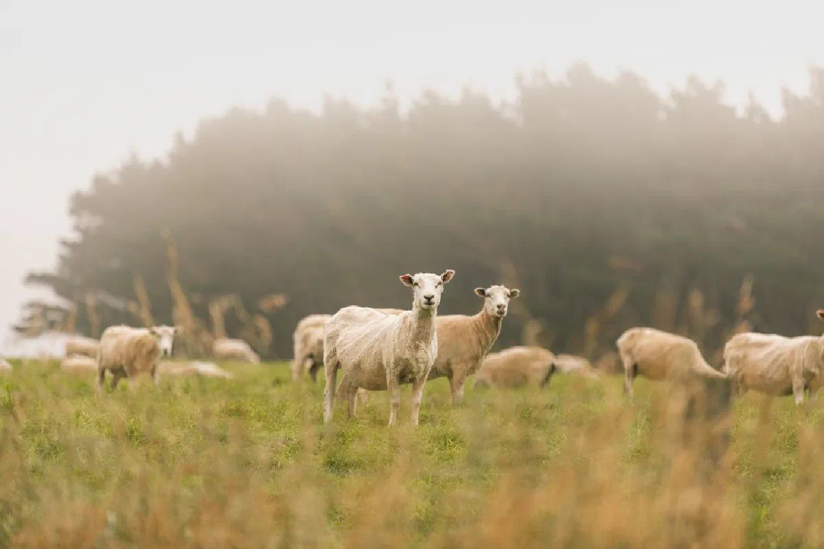 Sheep grazing in a misty meadow at Castlepoint, New Zealand, showcasing serene rural beauty.