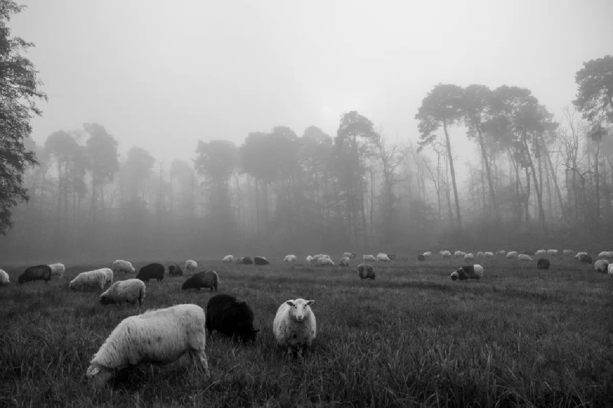 A serene black and white photo of sheep grazing in a foggy field with trees in the background.