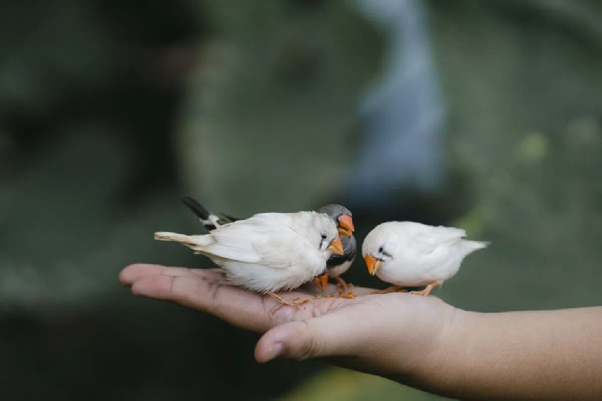 Three small birds perched on a hand outdoors, showcasing gentle trust.