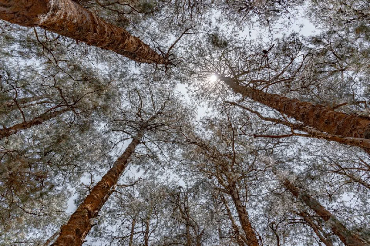 Gazing at tall trees and sunlight in a serene Ooty forest. Perfect for nature lovers.