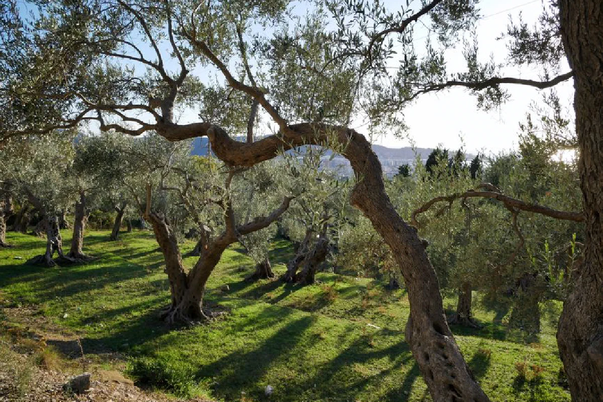 A serene landscape of olive trees with sunlight streaming through in a picturesque orchard.