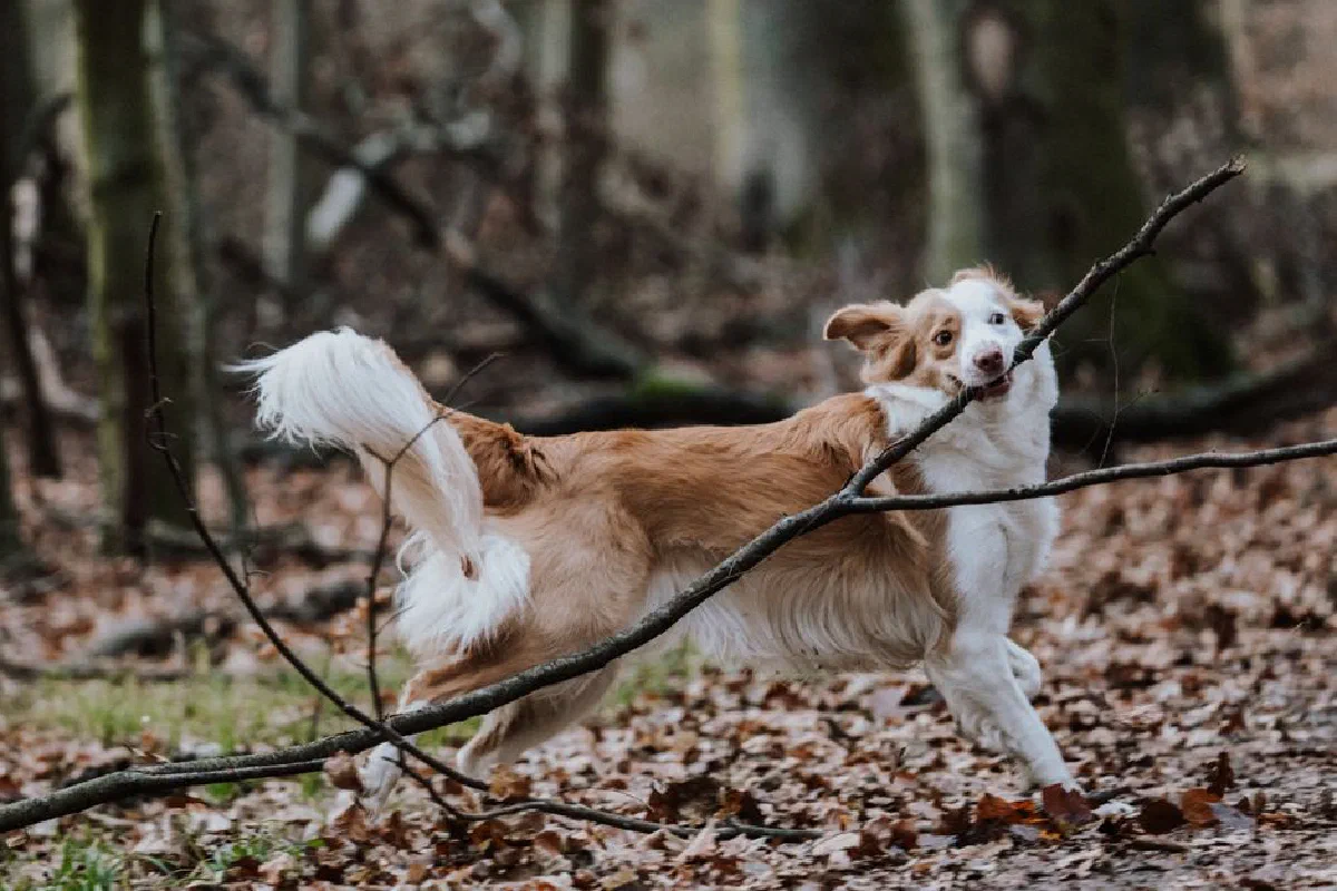 Playful dog fetching a stick in a scenic autumn forest, showcasing joy and energy.