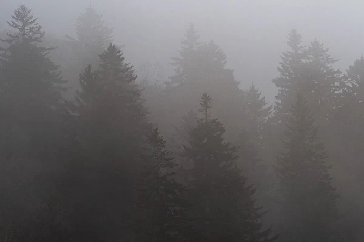 A captivating view of a mist-covered pine forest, creating a mysterious and tranquil atmosphere.