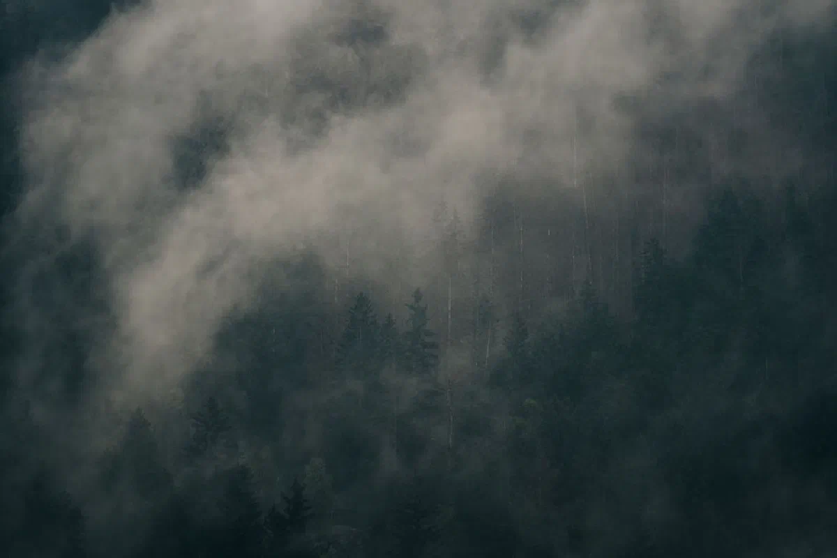 A serene view of a misty forest shrouded in dense fog, creating a mysterious atmosphere.