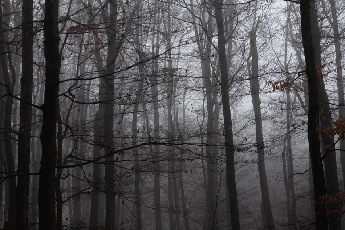 Eerie fog covers a dense forest, creating a mysterious and moody atmosphere.