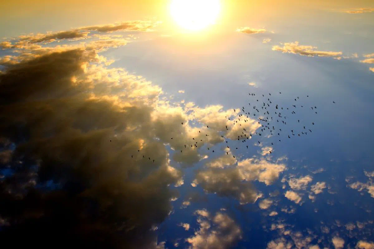 Stunning sunset view with clouds and a flock of birds creating a dramatic sky scene.