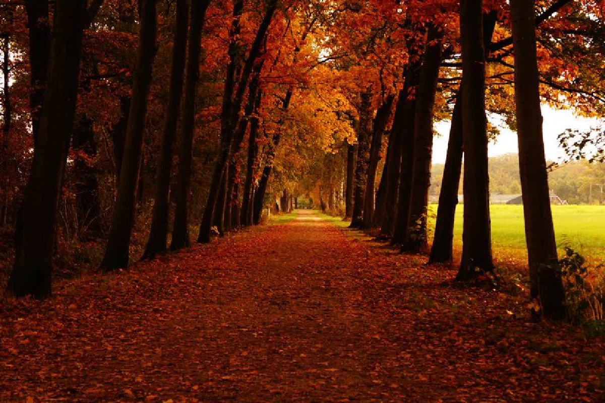 Idyllic autumn pathway surrounded by vibrant maple trees in a tranquil forest setting.