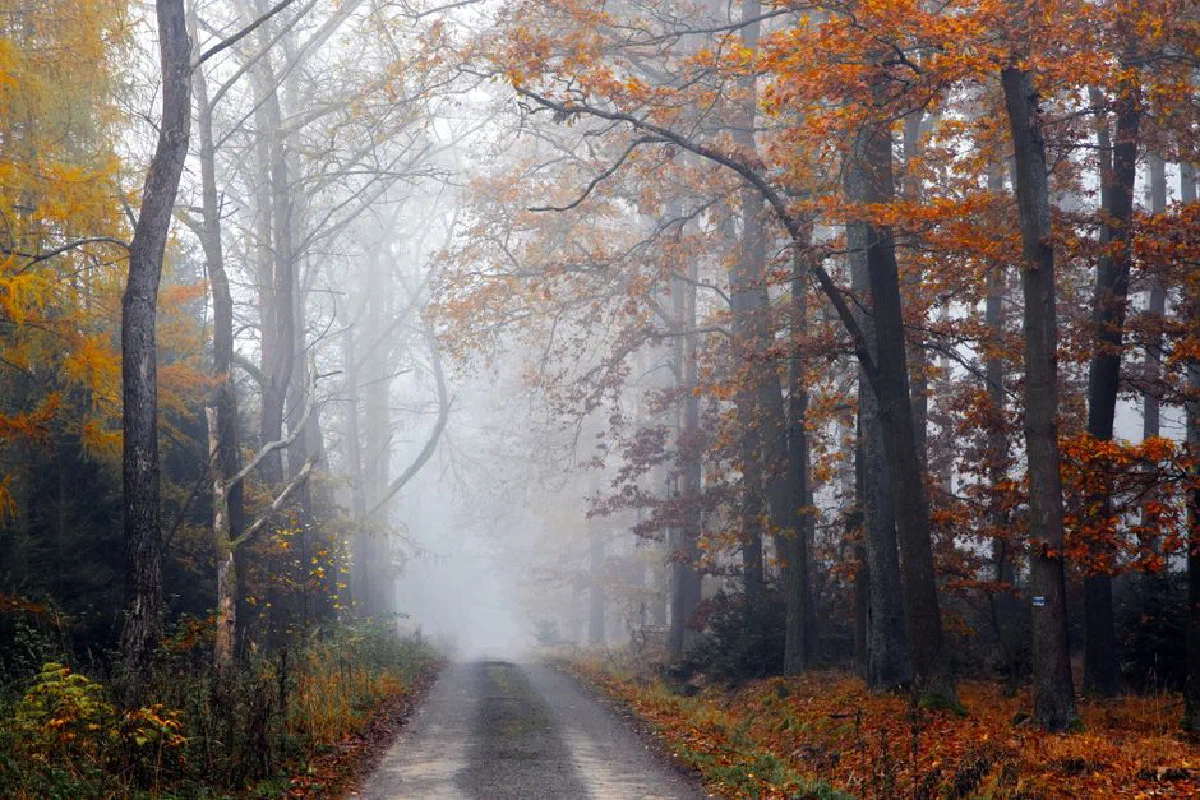Misty autumn forest path enveloped by colorful trees and serene fog.