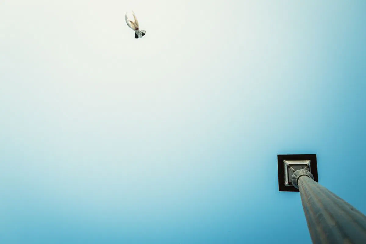 A bird in flight over a streetlight against a minimalistic clear sky.