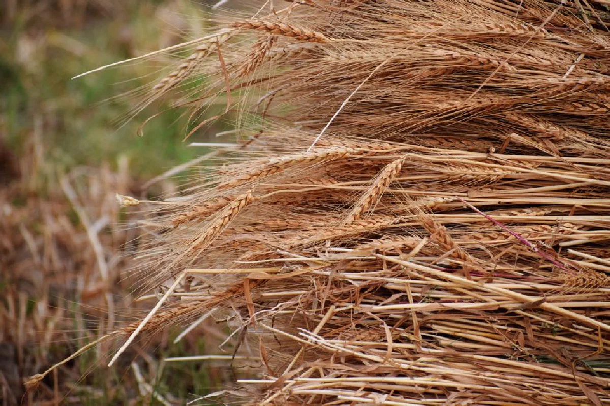 Close-up of harvested wheat stalks and heads, depicting natural agriculture beauty.