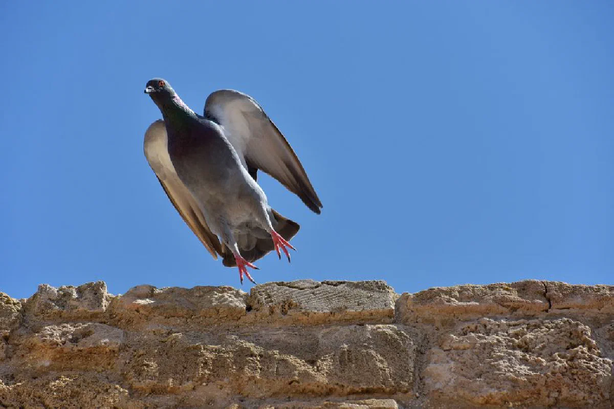 A graceful pigeon in flight over a rustic stone wall with a vibrant clear blue sky as the backdrop.