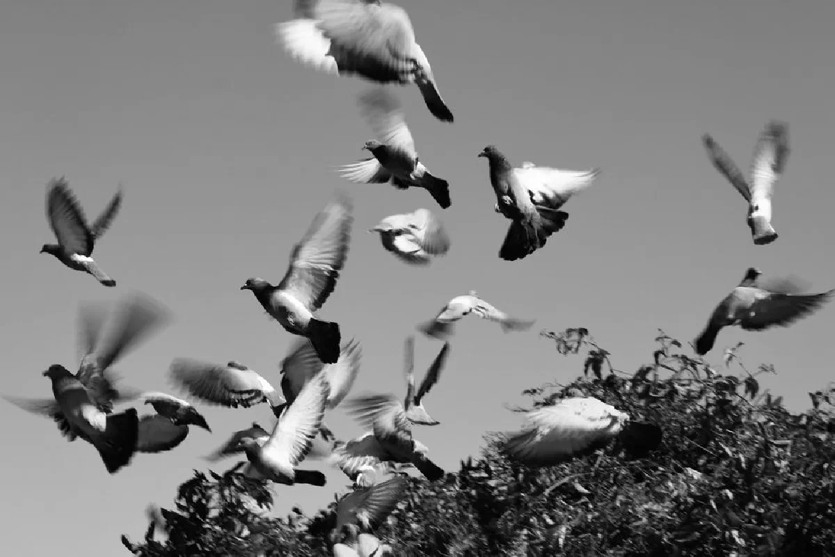 Black and white image of pigeons flying over foliage against a clear sky.