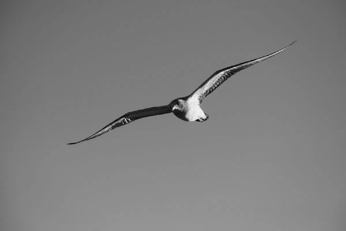 Striking black and white photograph of a seagull flying against a clear sky, showcasing graceful wingspan.