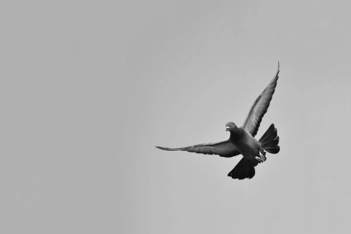 Graceful pigeon flying in a monochrome sky, captured mid-flight.
