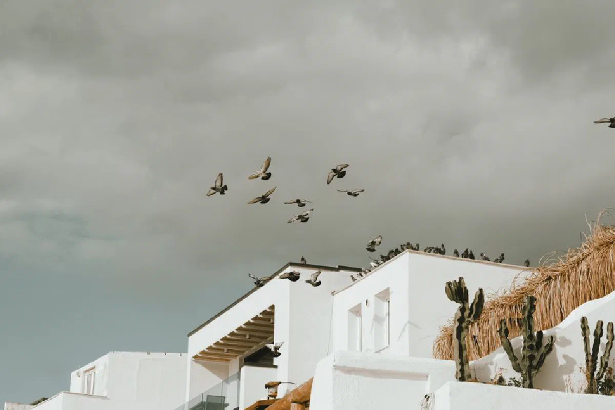 A group of birds flying over white buildings under a cloudy sky, with cacti on rooftops.