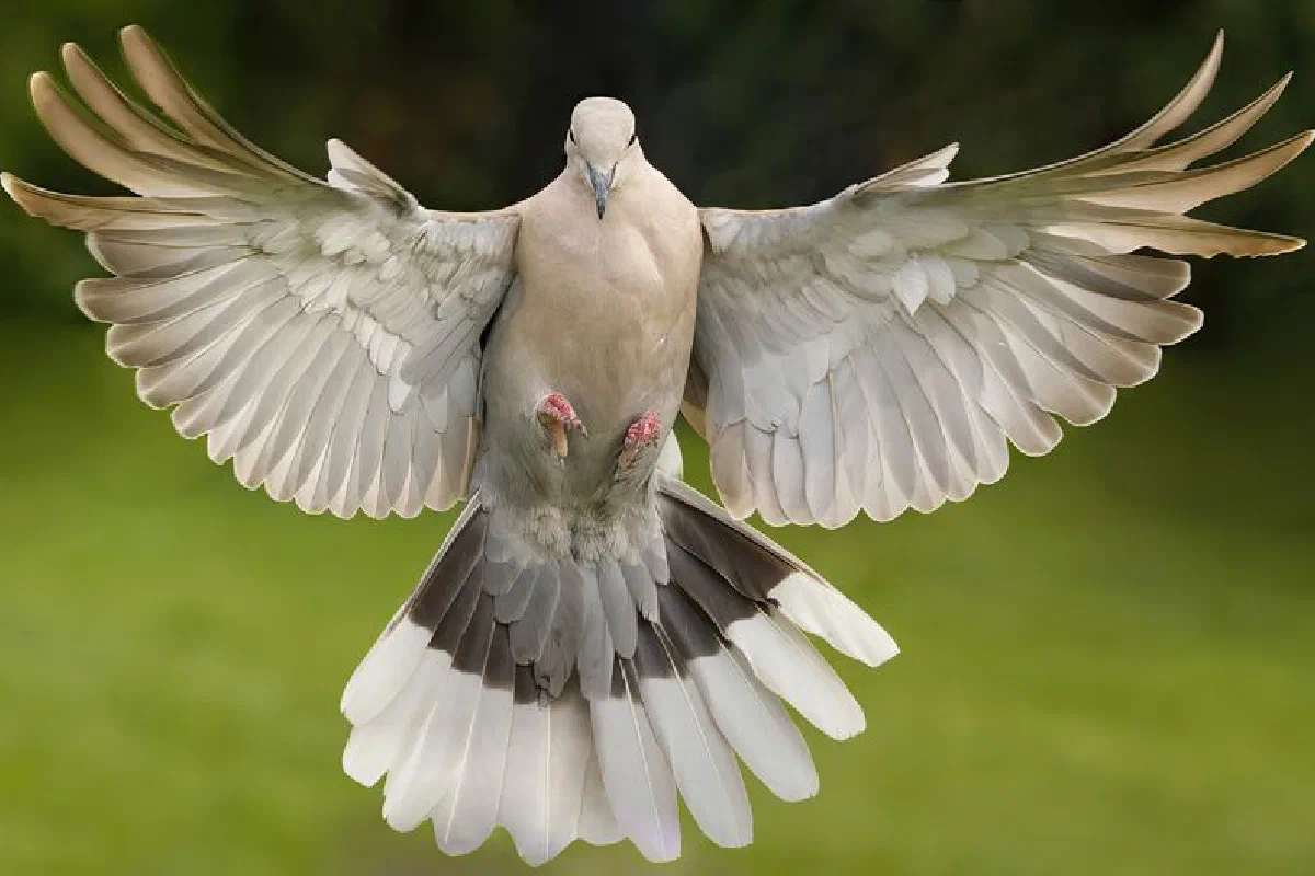 A beautiful dove captured mid-flight with fully spread wings against a green backdrop.