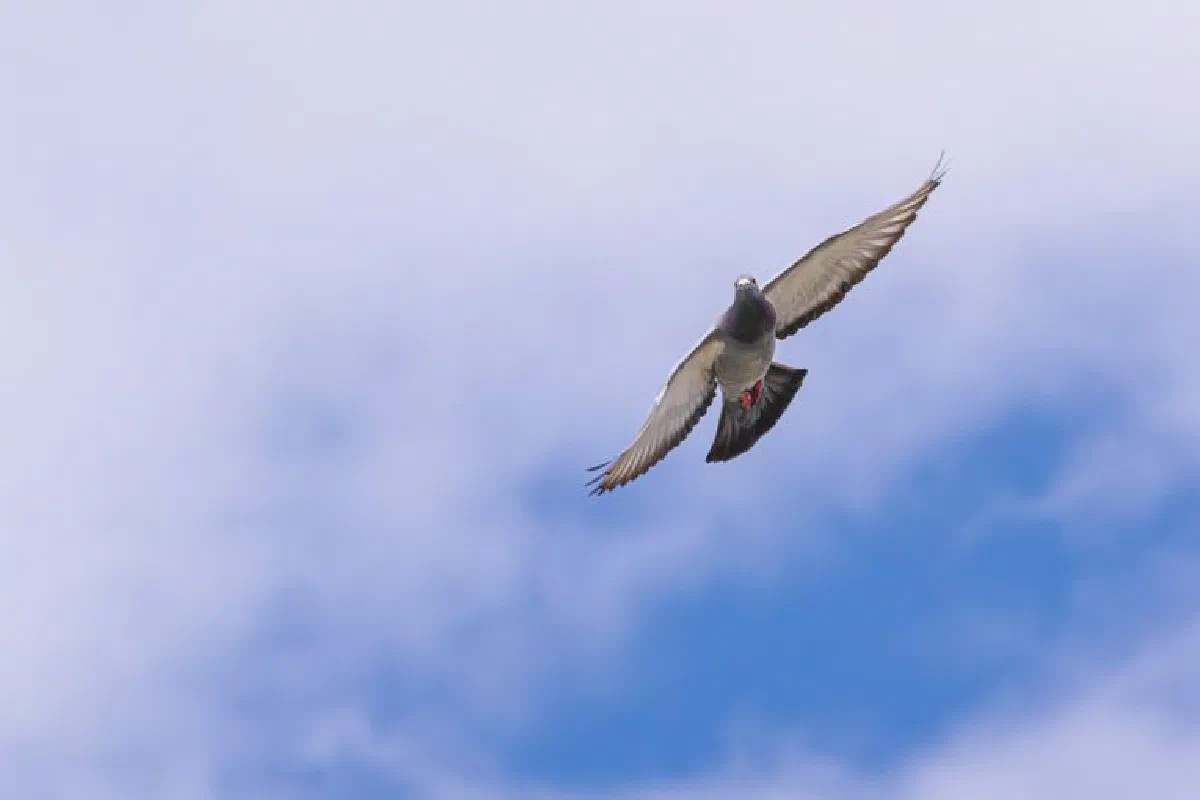 A pigeon soars against a bright blue sky, wings gracefully extended.
