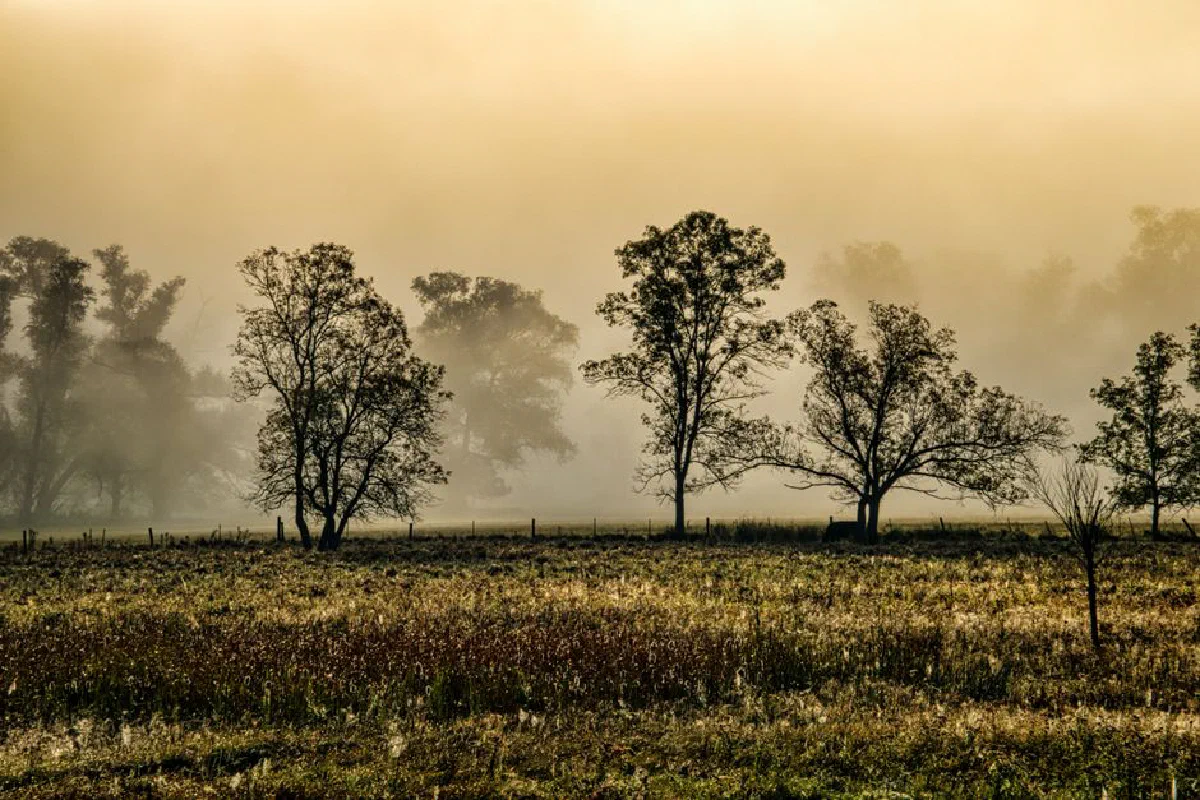 Misty rural landscape in Wisconsin with trees in a foggy field at dawn, creating a serene nature scene.