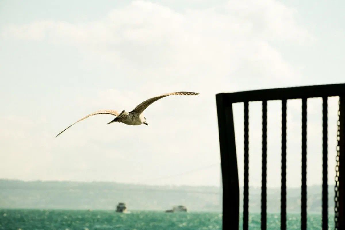 A seagull flying above the Bosphorus with boats in the background, framed by a railing.