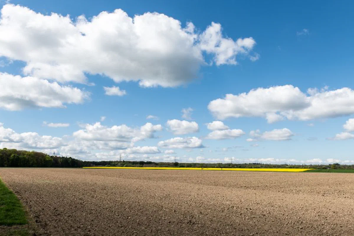 A wide field in Schleswig-Holstein under a vibrant blue sky with fluffy clouds.