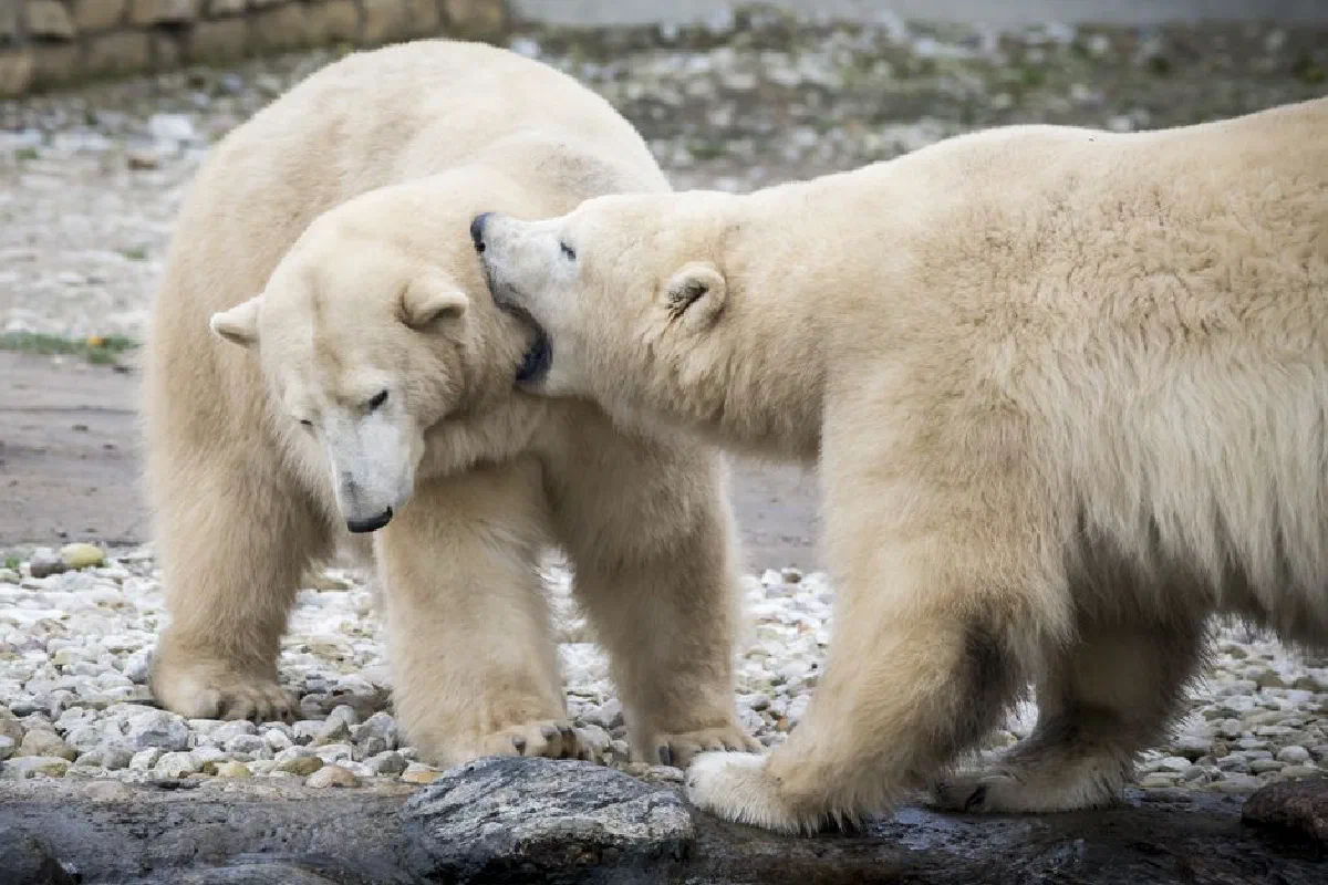 Two polar bears engage playfully in Tallinn Zoo, showcasing wildlife behavior.