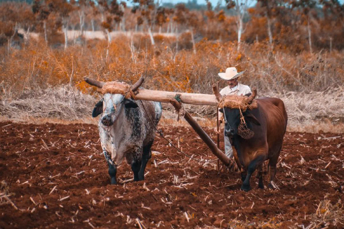 A rural farmer plowing a field with oxen during the autumn season.