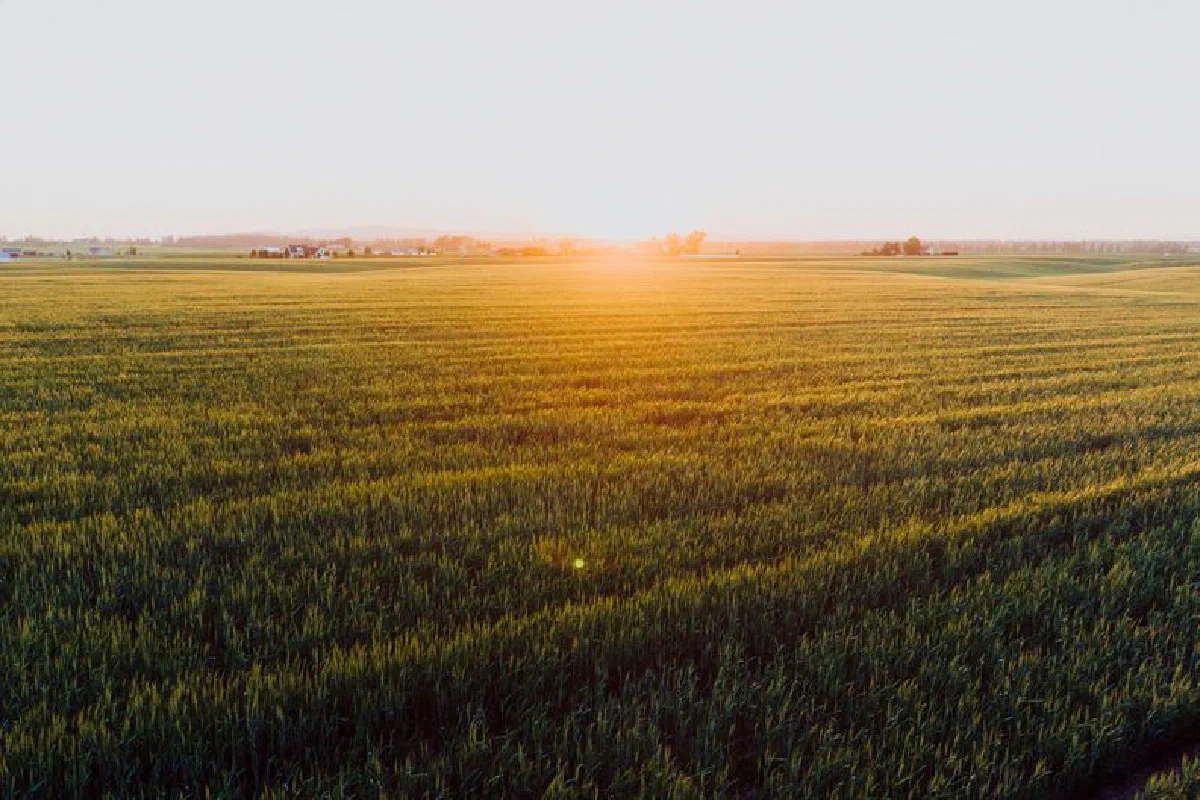 Peaceful sunrise over expansive wheat fields, capturing rural beauty in Spokane, WA.