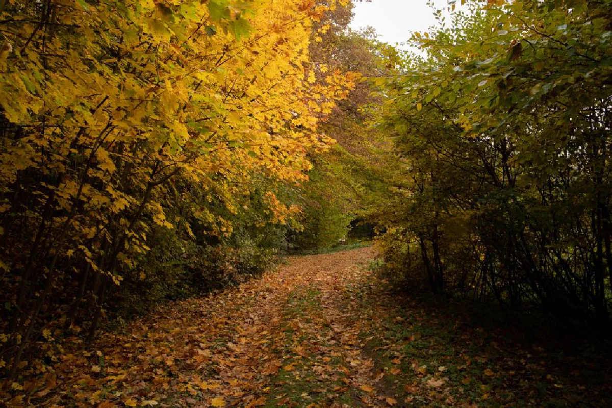 A tranquil dirt road surrounded by vibrant autumn foliage, capturing the essence of fall.