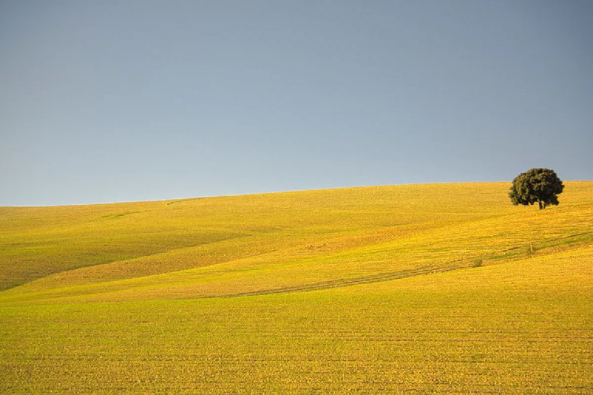 Quiet rural landscape in Spain with a single tree on a rolling hillside. Perfect for nature lovers.