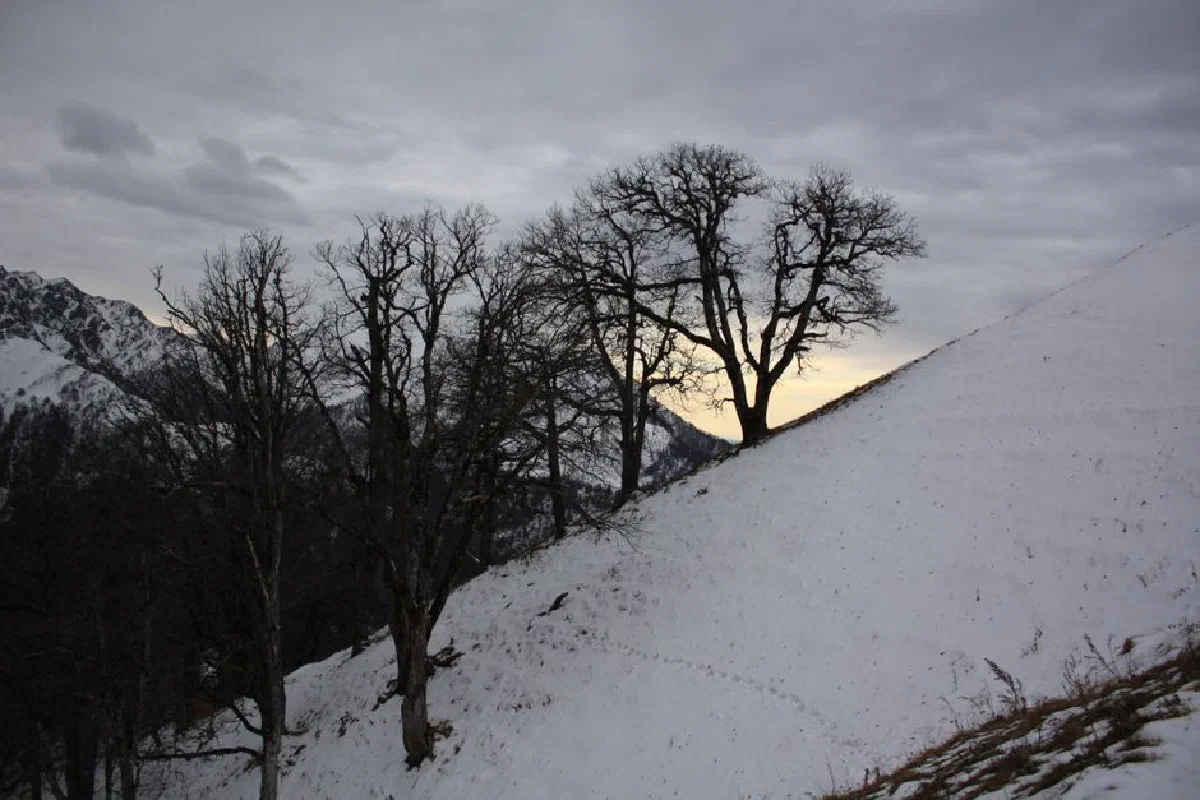 Serene winter scene showing bare trees on a snowy hill at dawn.