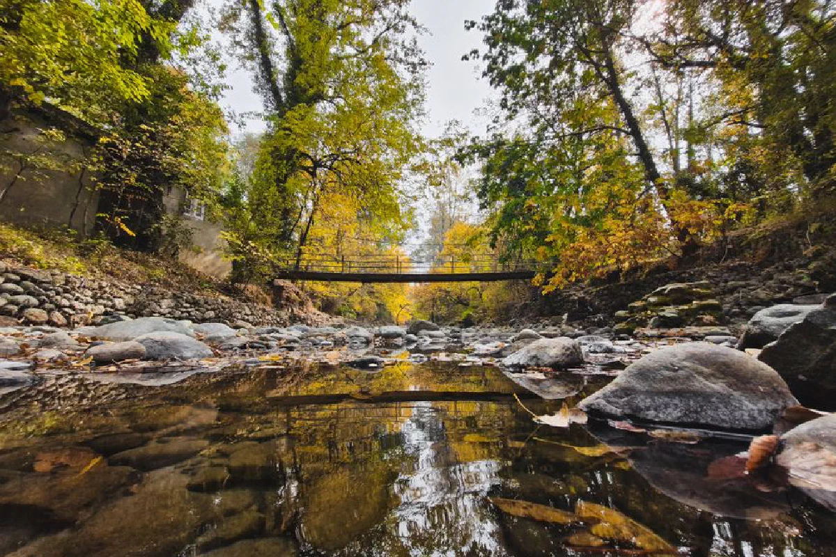 Explore serene forest stream reflections with an autumn bridge, capturing nature's beauty.