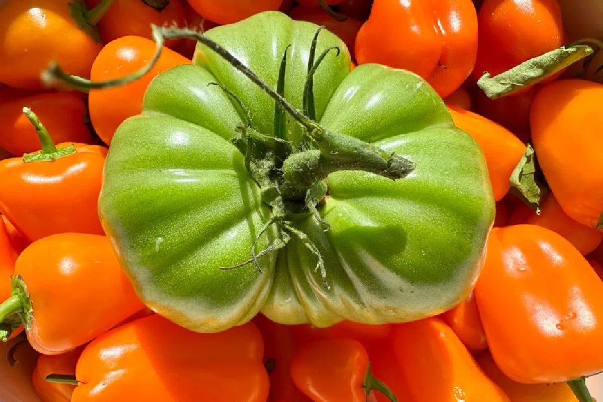 Bright green tomato resting on a bunch of fresh orange bell peppers, sunlit and vibrant.