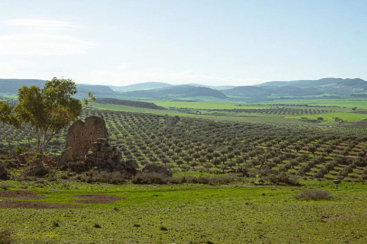 Expansive olive groves with ancient ruins in the Ben Arous Governorate, Tunisia.